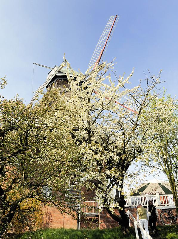 2520_3230 Bluehender Obstbaum im Alten Land - Flügel einer Windmühle. | Fruehlingsfotos aus der Hansestadt Hamburg; Vol. 2